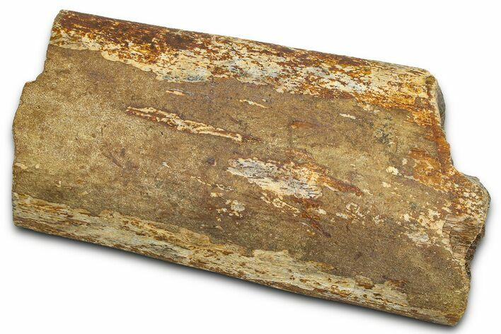 Dinosaur Rib Bone Section - Wyoming #370974